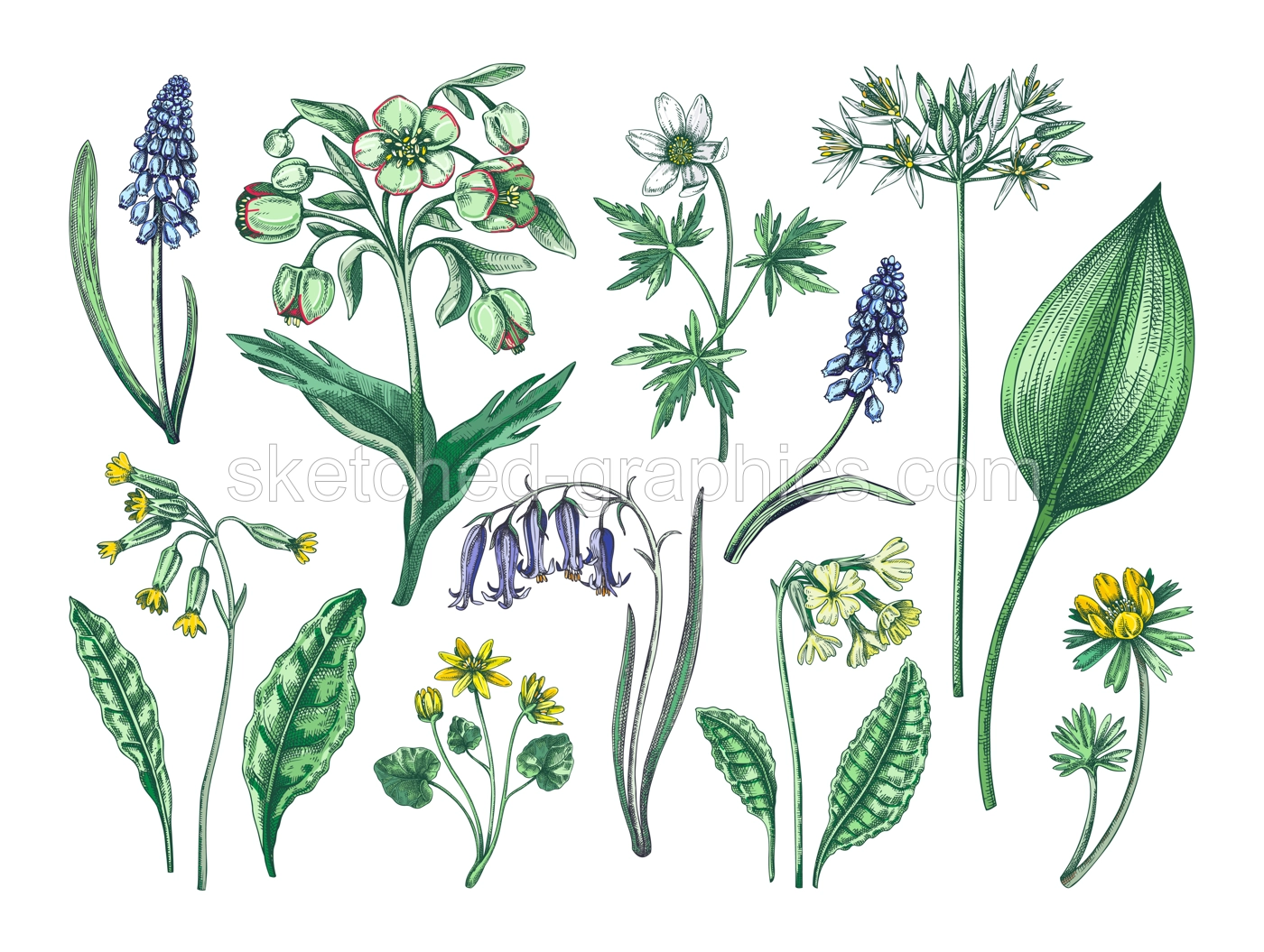 Spring flower sketches. Hand-drawn vector illustrations. Woodland wildflowers. Cowslip, bluebell, grape hyacinth, hellebore, winter aconite. Floral design in color Illustration